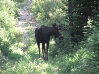 Moose